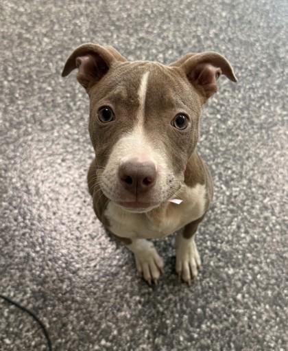 Enlarge Pasta, a Adoptable mixed breed in Westland, MI image 2/3