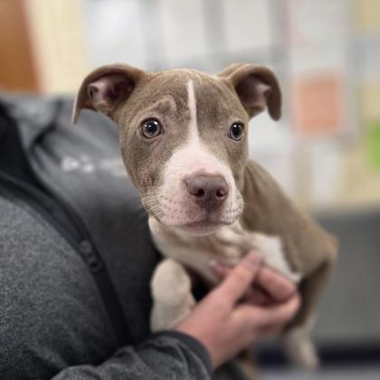 Enlarge Pasta, a Adoptable mixed breed in Westland, MI image 3/3