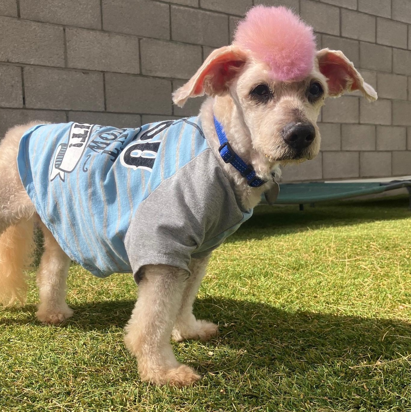 Enlarge Bronx, a ADOPTABLE mixed breed in Scottsdale, AZ image 3/3