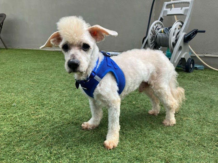 Enlarge Bronx, a ADOPTABLE mixed breed in Scottsdale, AZ image 2/3