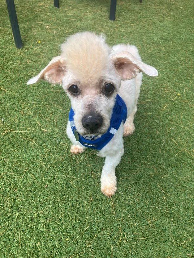 Bronx, ADOPTABLE, Senior Male Miniature Poodle & Cocker Spaniel.