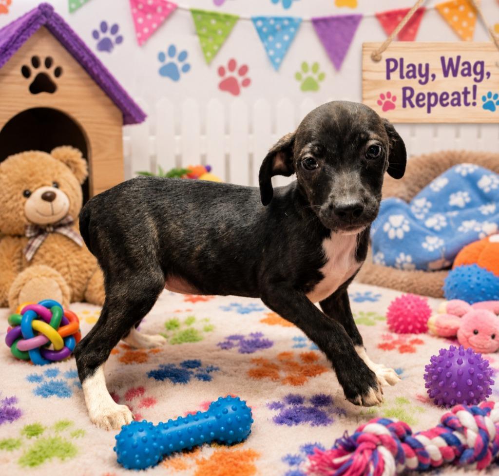 Ducky, Adoptable, Puppy Female Chihuahua & Pit Bull Terrier.