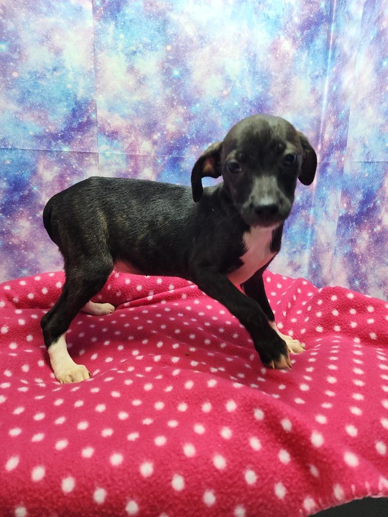 Ducky, a Adoptable mixed breed in Washington Court House, OH image 2/2