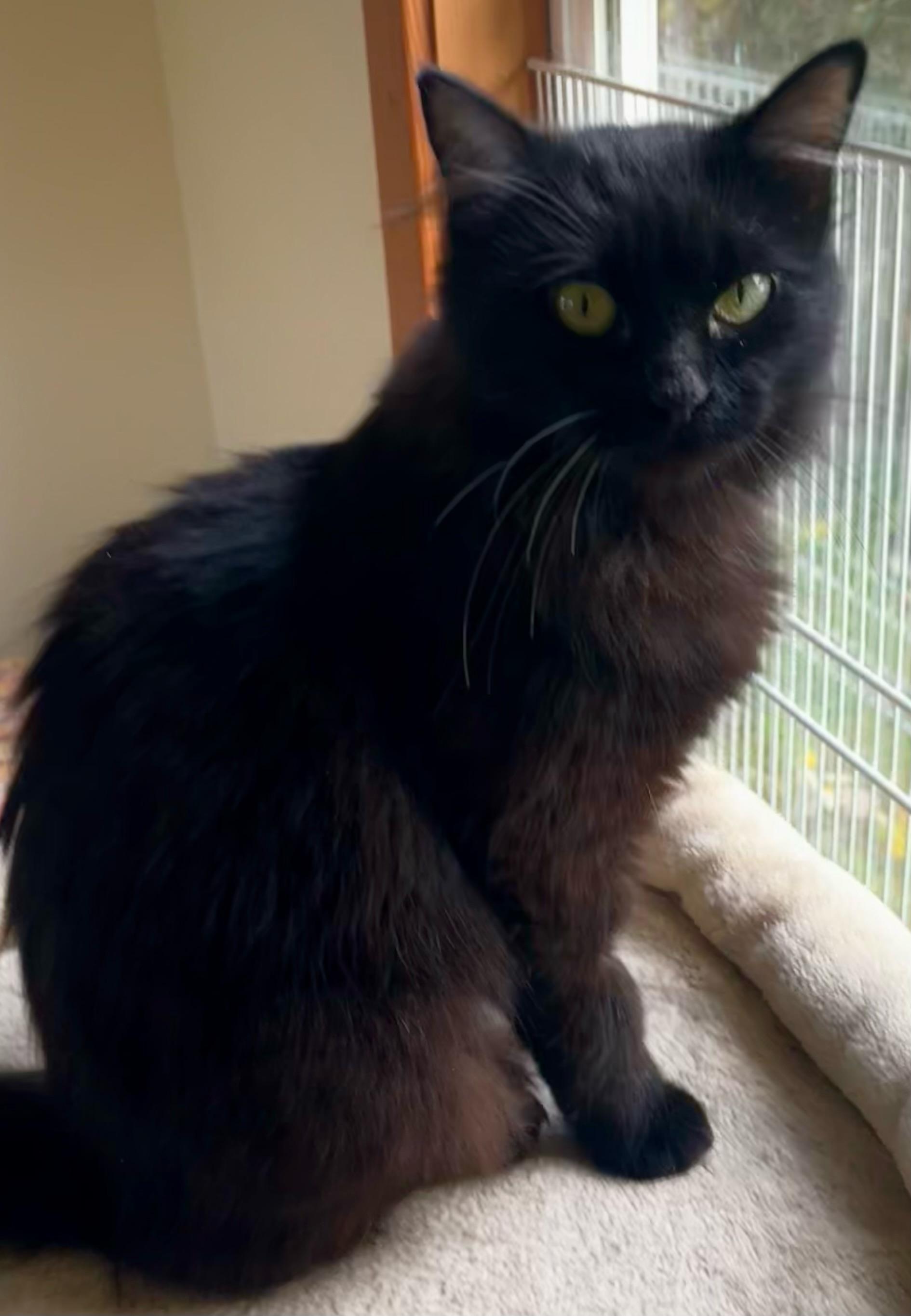 Enlarge Willow, an adopted mixed breed in Bow, WA image 2/5