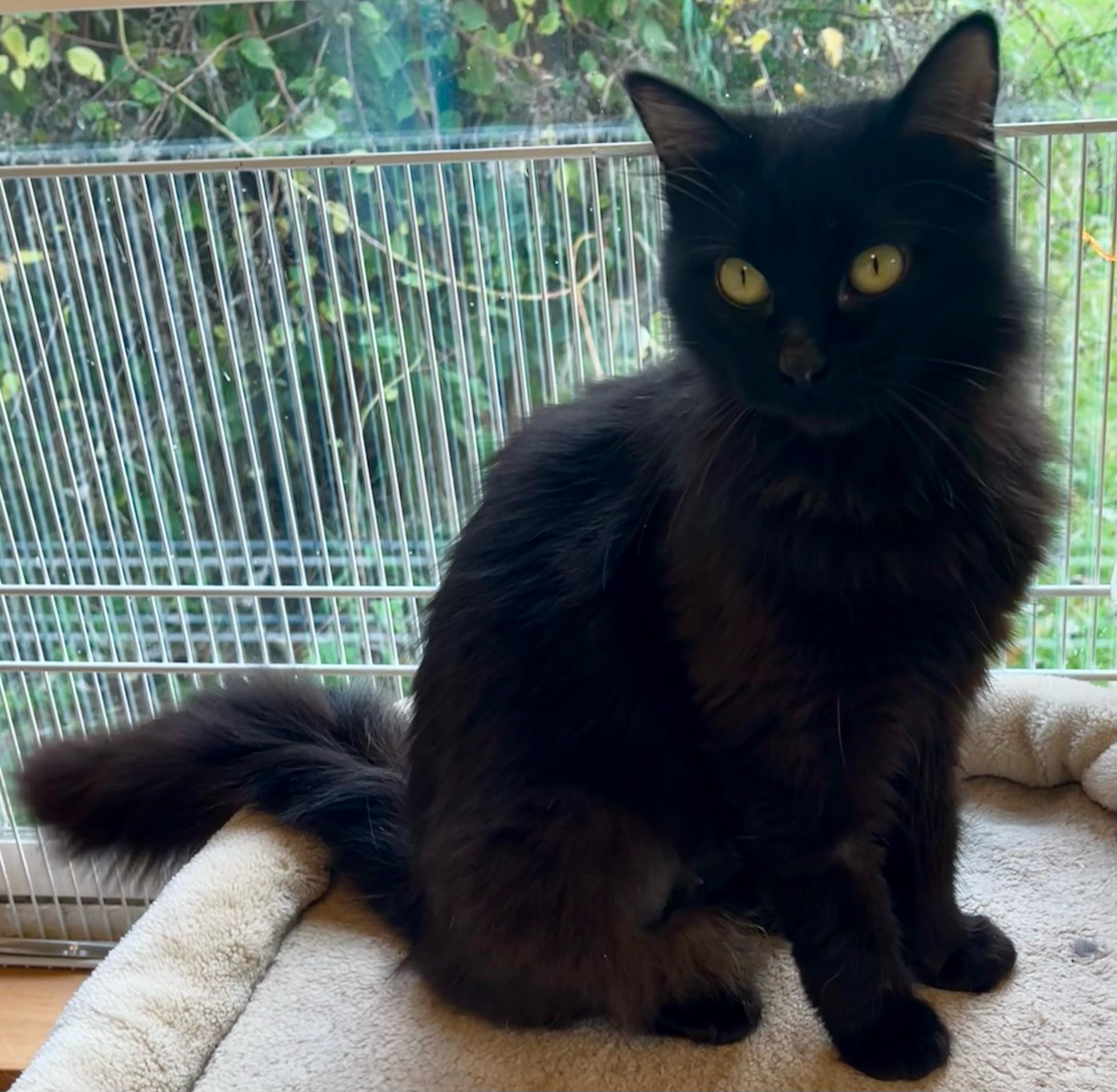 Enlarge Willow, an adopted mixed breed in Bow, WA image 3/5