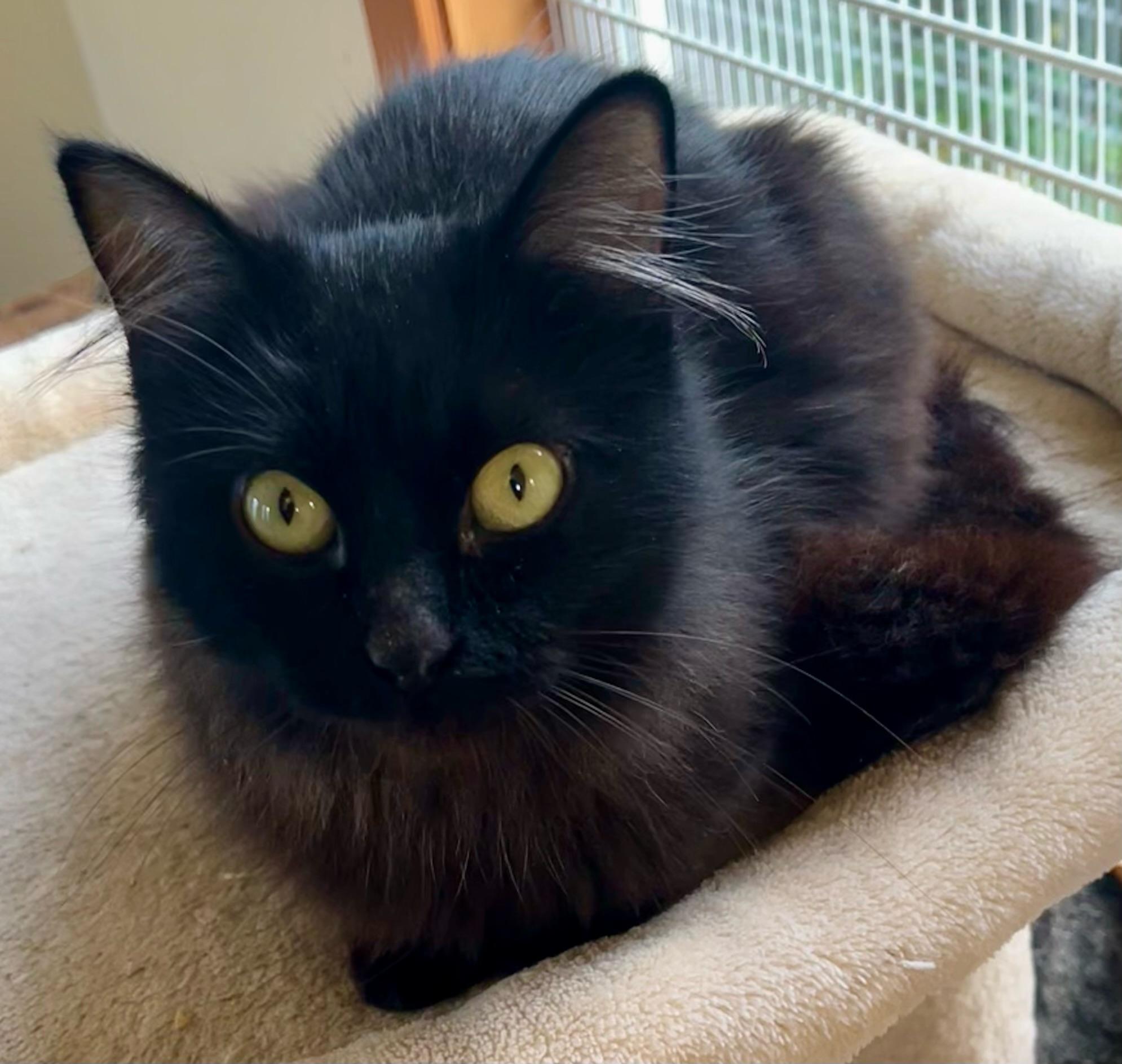 Enlarge Willow, an adopted mixed breed in Bow, WA image 4/5