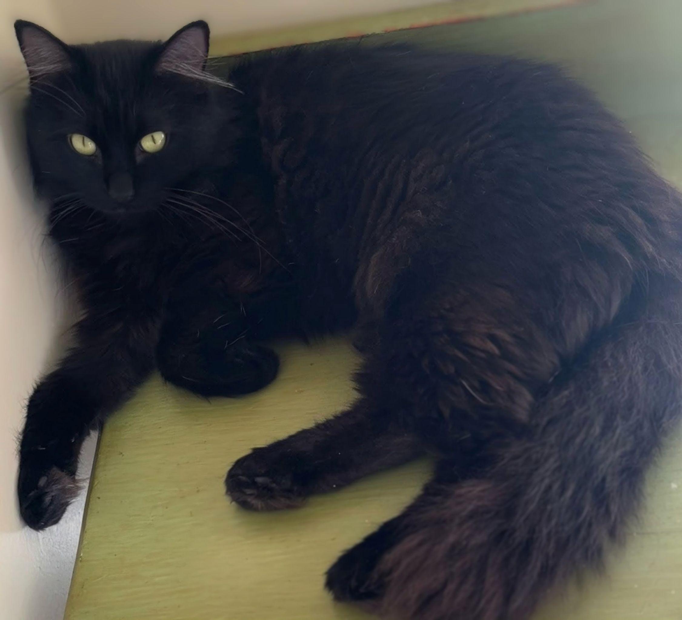 Enlarge Willow, an adopted mixed breed in Bow, WA image 1/5