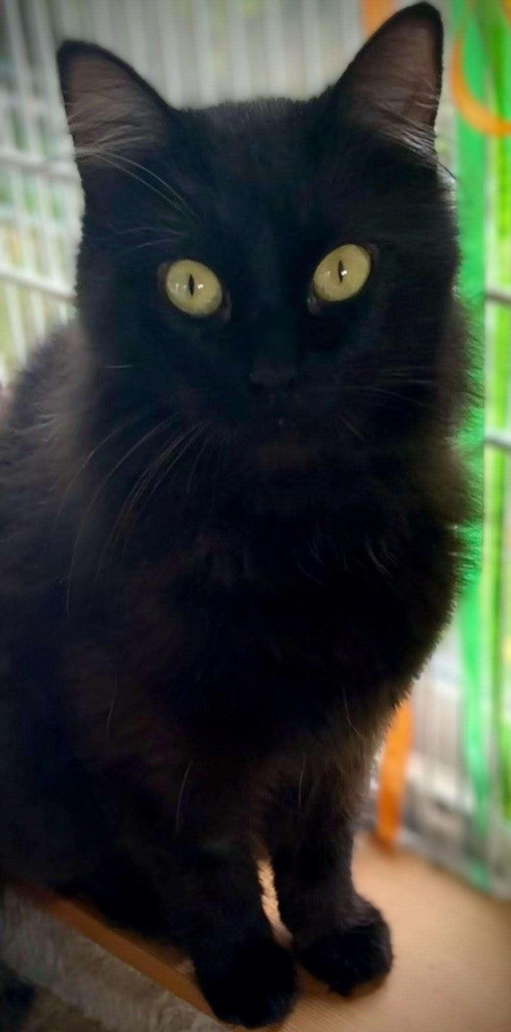 Enlarge Willow, an adopted mixed breed in Bow, WA image 5/5