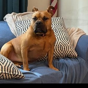 Enlarge SADIE, a ADOPTABLE Bulldog in Chicopee, MA image 3/5