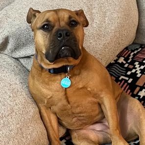 SADIE, ADOPTABLE, Adult Female Bulldog.