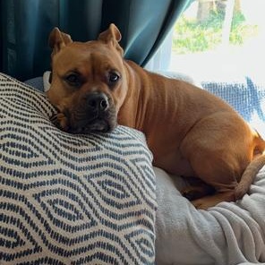Enlarge SADIE, a ADOPTABLE Bulldog in Chicopee, MA image 2/5