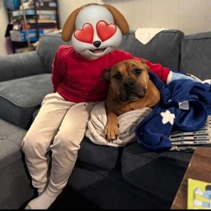 Enlarge SADIE, a ADOPTABLE Bulldog in Chicopee, MA image 5/5