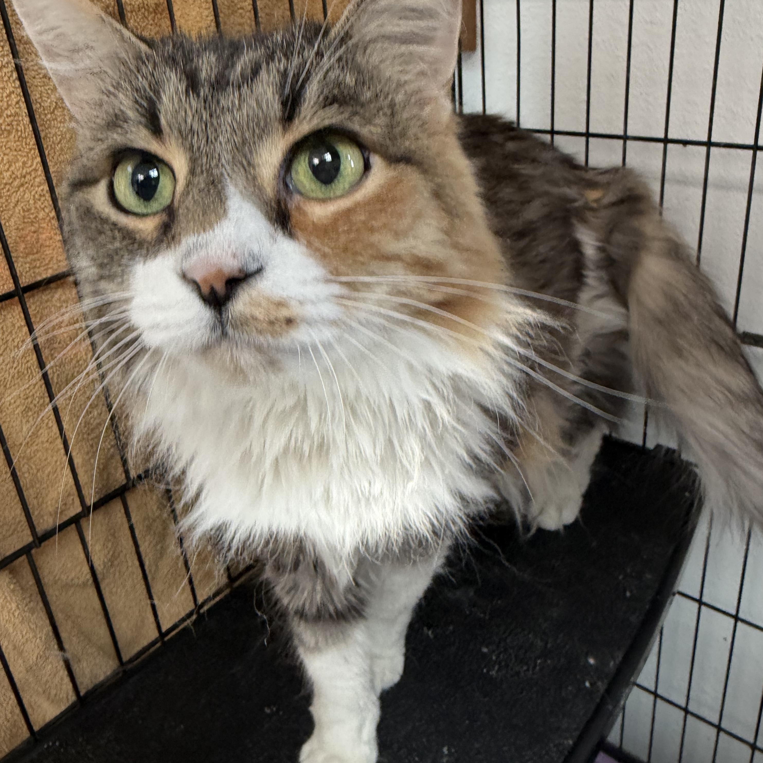 Enlarge Jenny, an adopted Domestic Long Hair in Estes Park, CO image 1/1