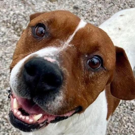Jessie, Adoptable, Senior Male Basset Hound & Mixed Breed.