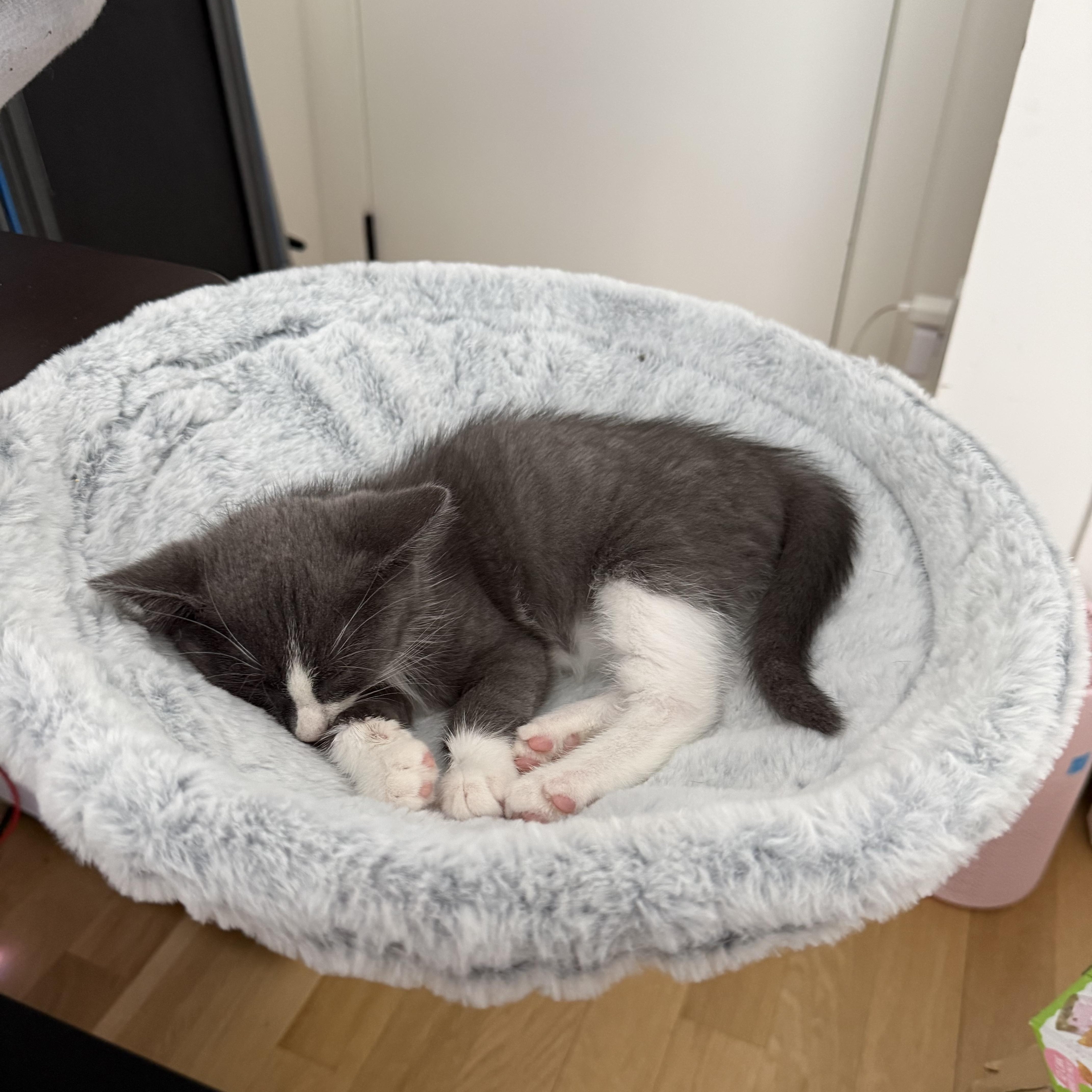 Enlarge Ruben, a Adoptable Domestic Short Hair in Brooklyn, NY image 4/6