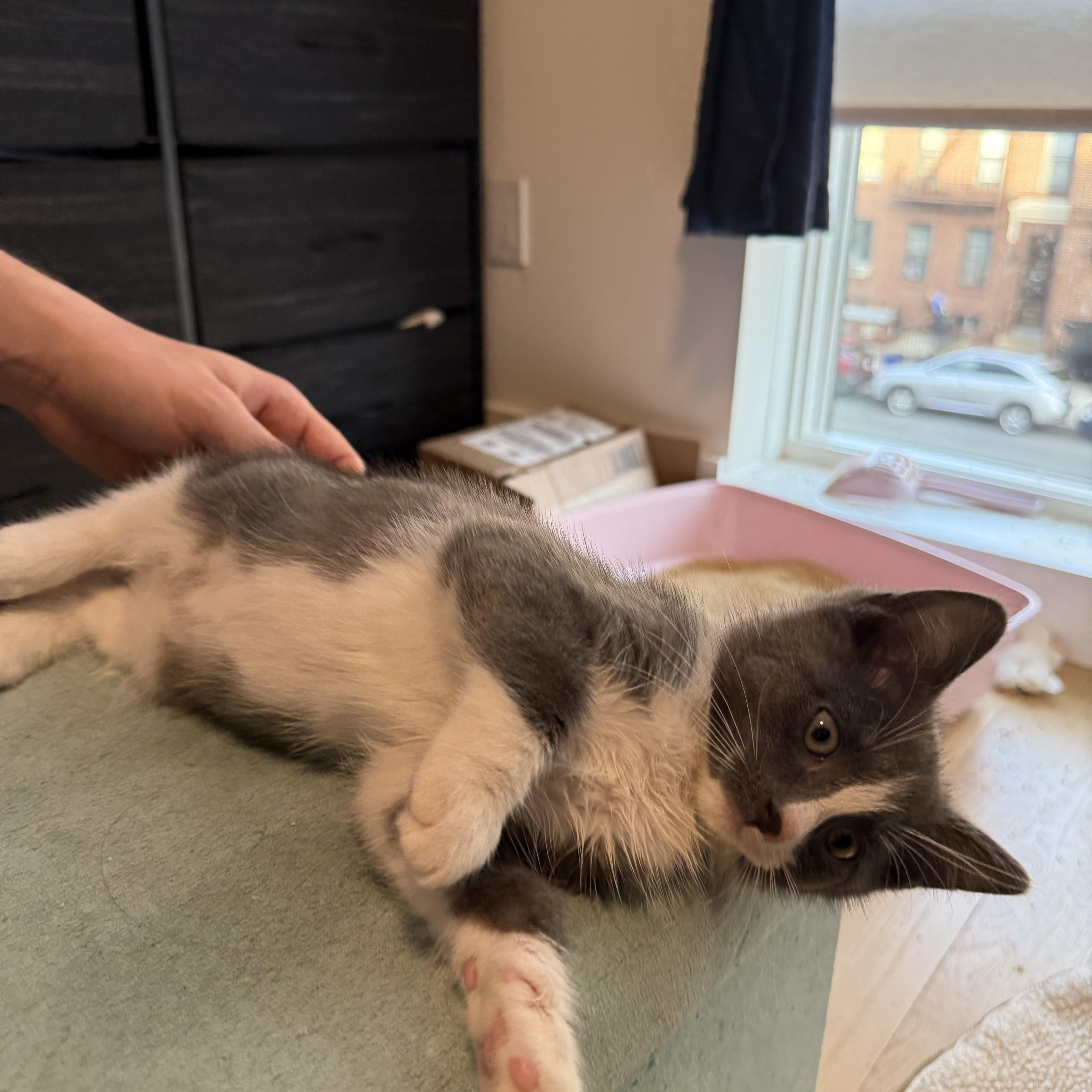 Enlarge Ruben, a Adoptable Domestic Short Hair in Brooklyn, NY image 6/6