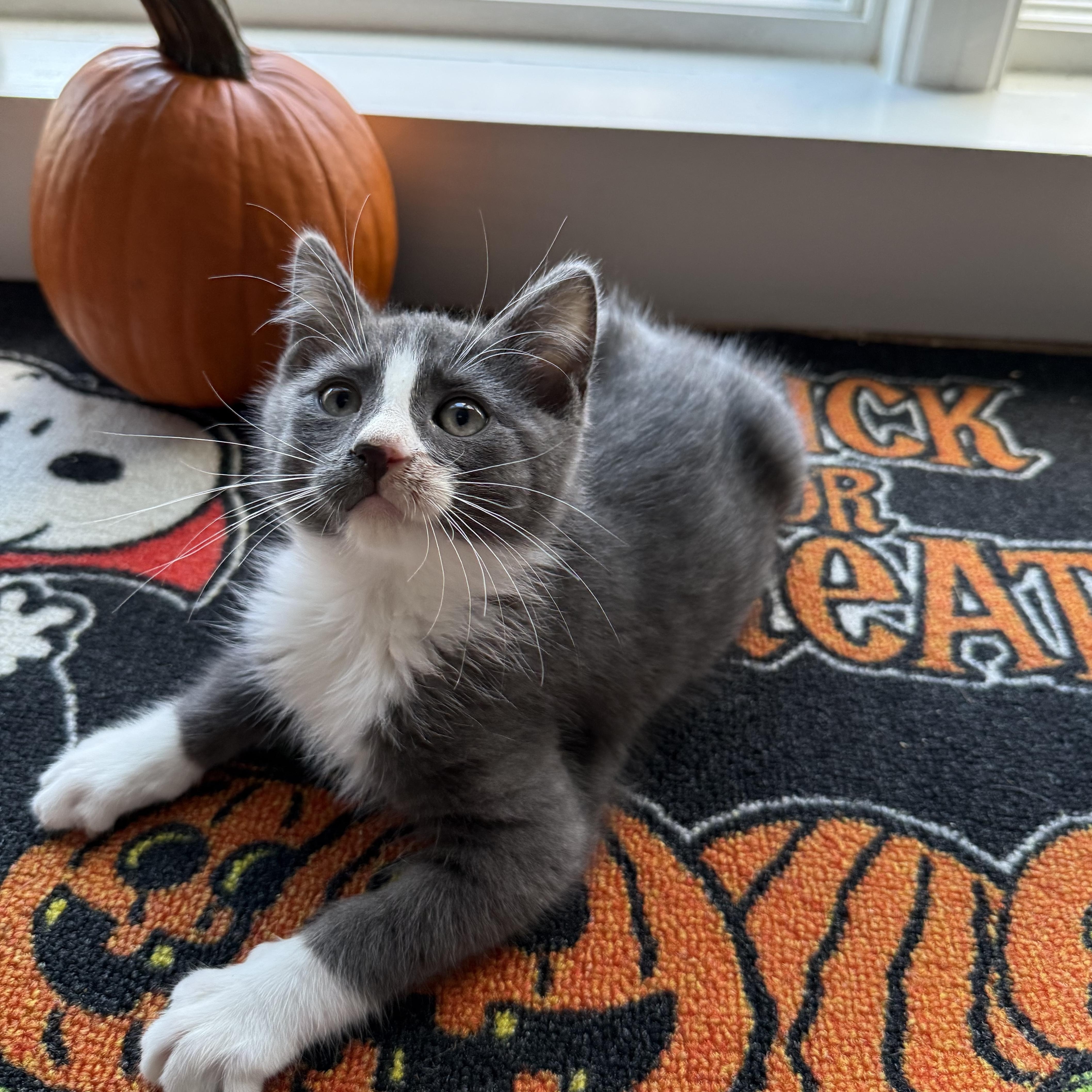 Ruben, Adoptable, Kitten Male Domestic Short Hair.
