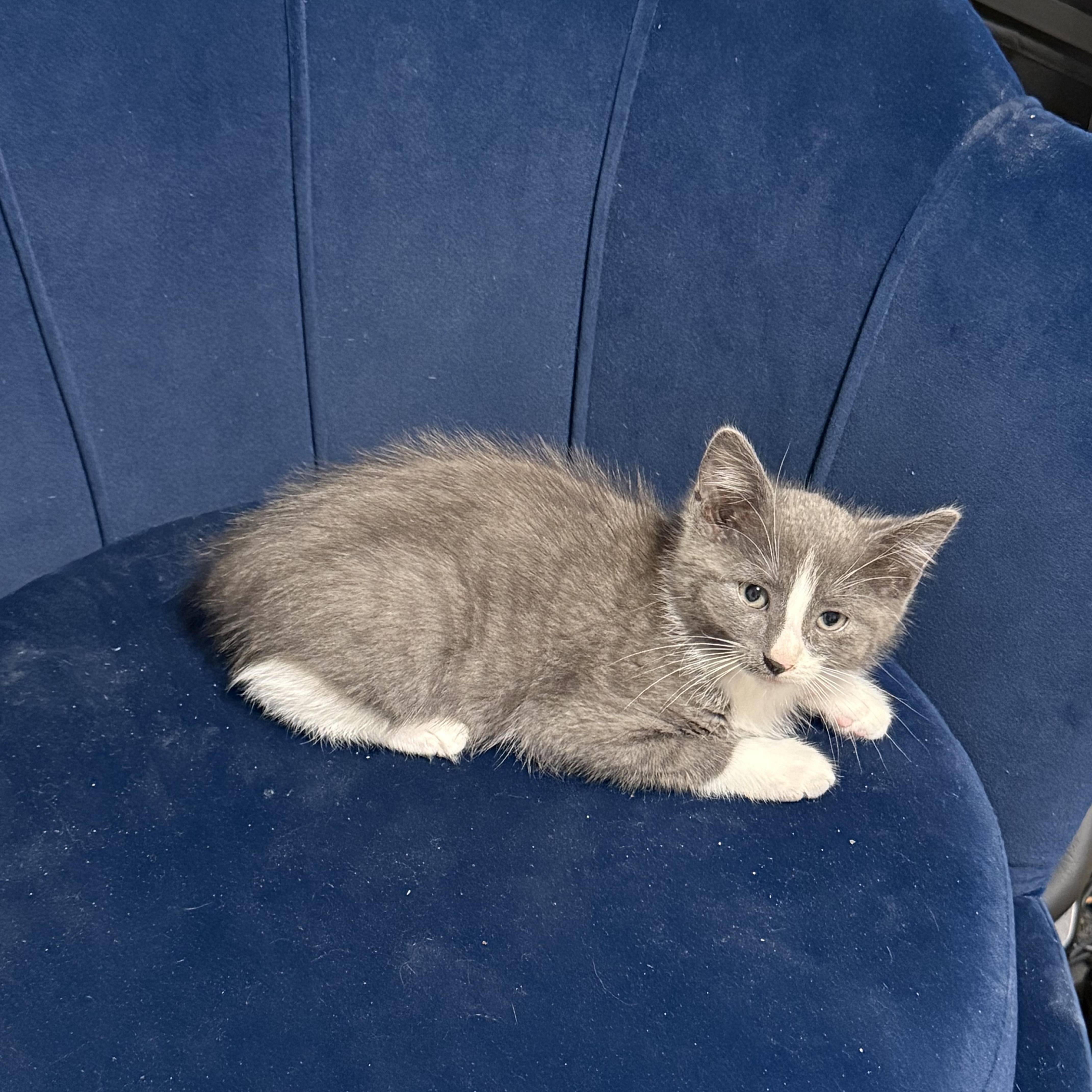 Enlarge Ruben, a Adoptable Domestic Short Hair in Brooklyn, NY image 3/6