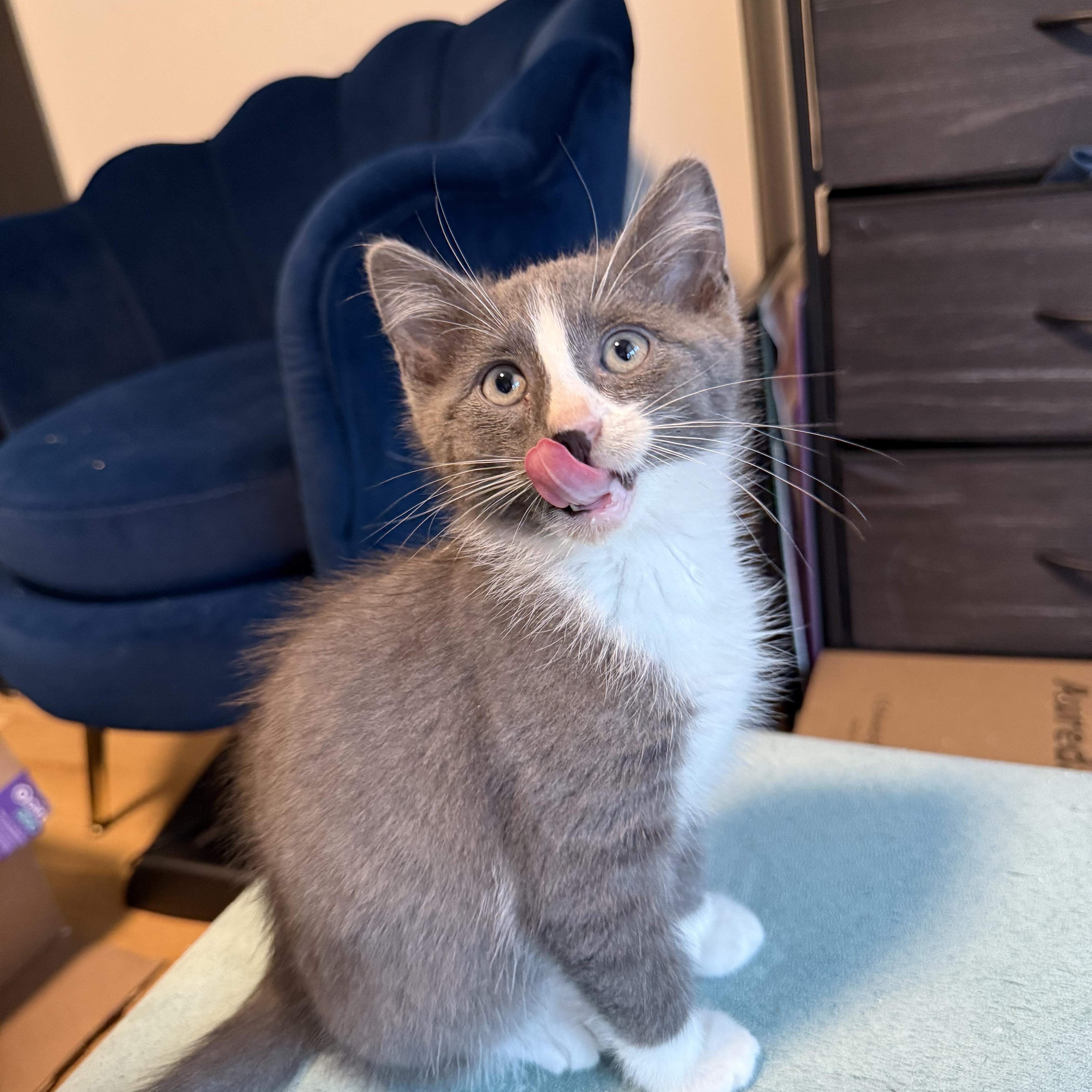 Enlarge Ruben, a Adoptable Domestic Short Hair in Brooklyn, NY image 5/6