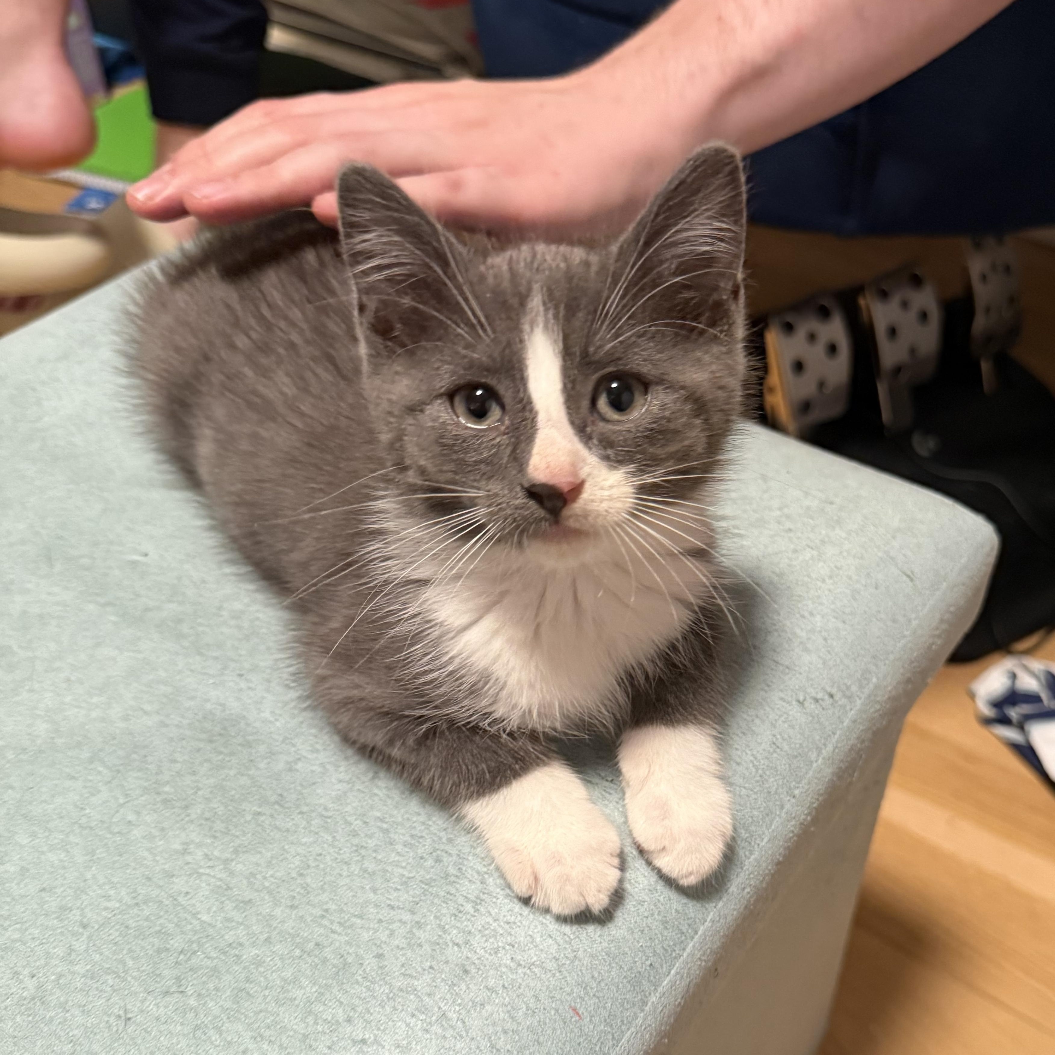 Enlarge Ruben, a Adoptable Domestic Short Hair in Brooklyn, NY image 2/6