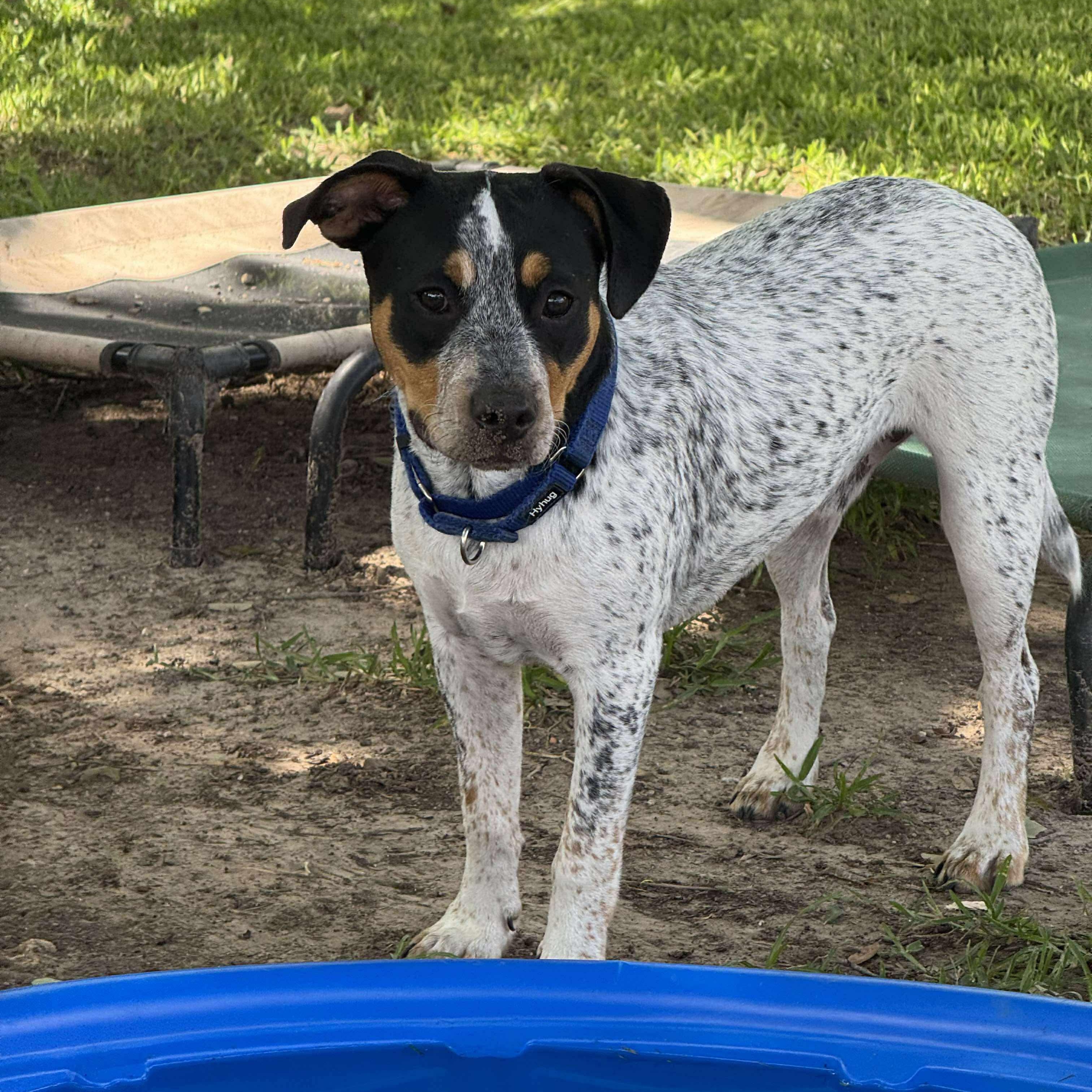 Enlarge Baxter, a Adoptable mixed breed in Paramus, NJ image 2/6