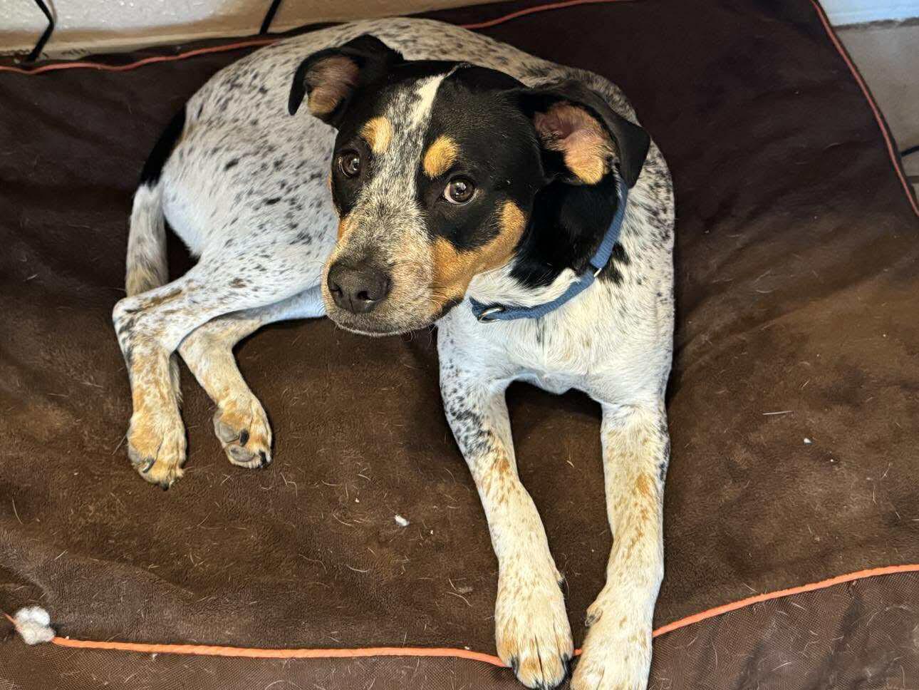Baxter, Adoptable, Puppy Male Australian Cattle Dog / Blue Heeler & Pit Bull Terrier.