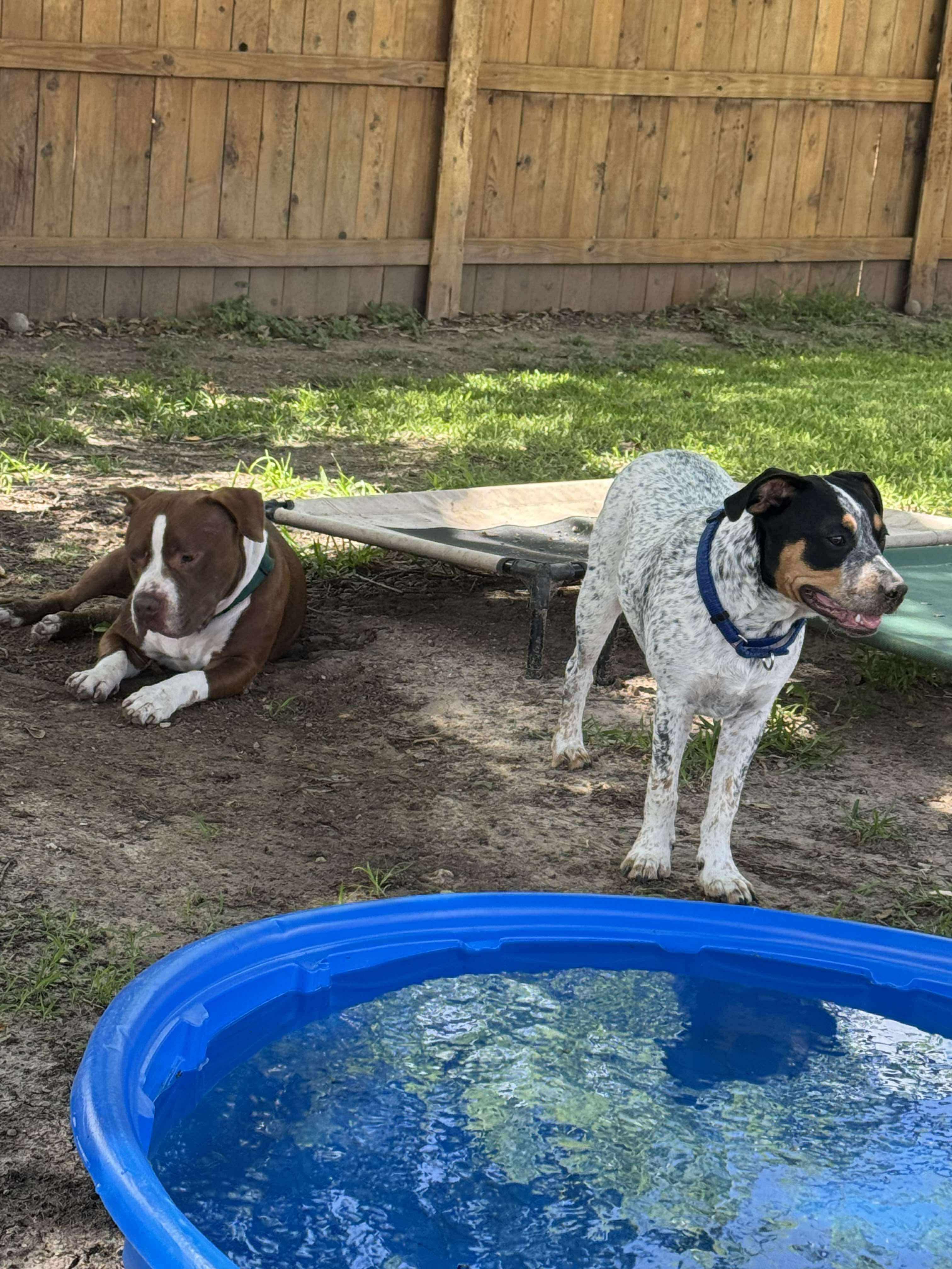 Enlarge Baxter, a Adoptable mixed breed in Paramus, NJ image 6/6