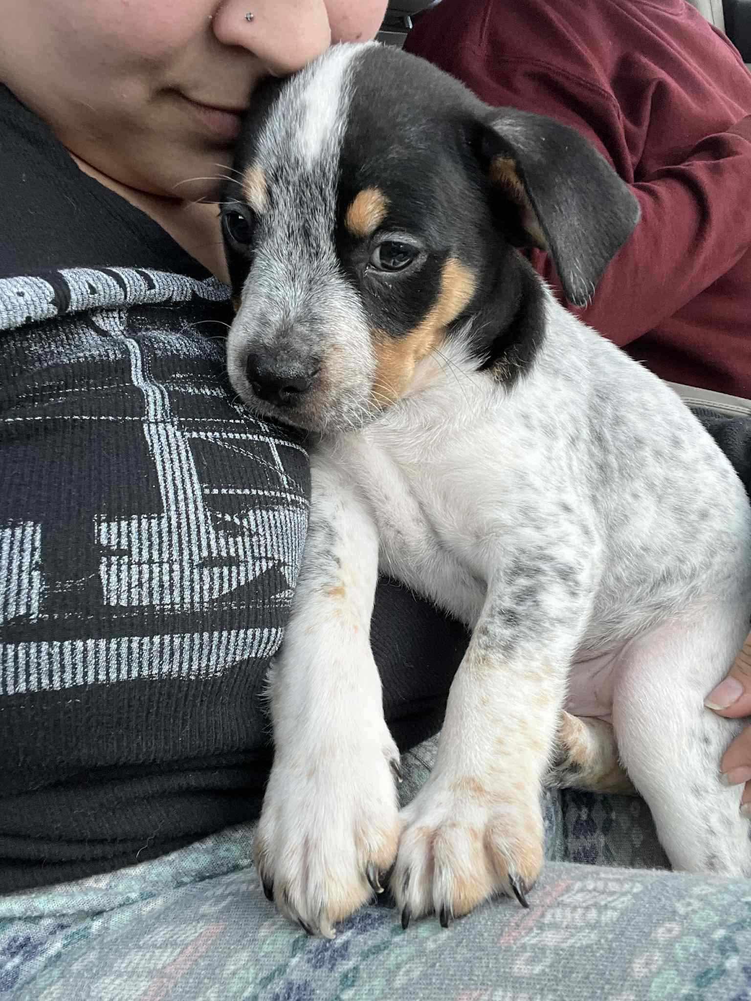 Enlarge Baxter, a Adoptable mixed breed in Paramus, NJ image 4/6