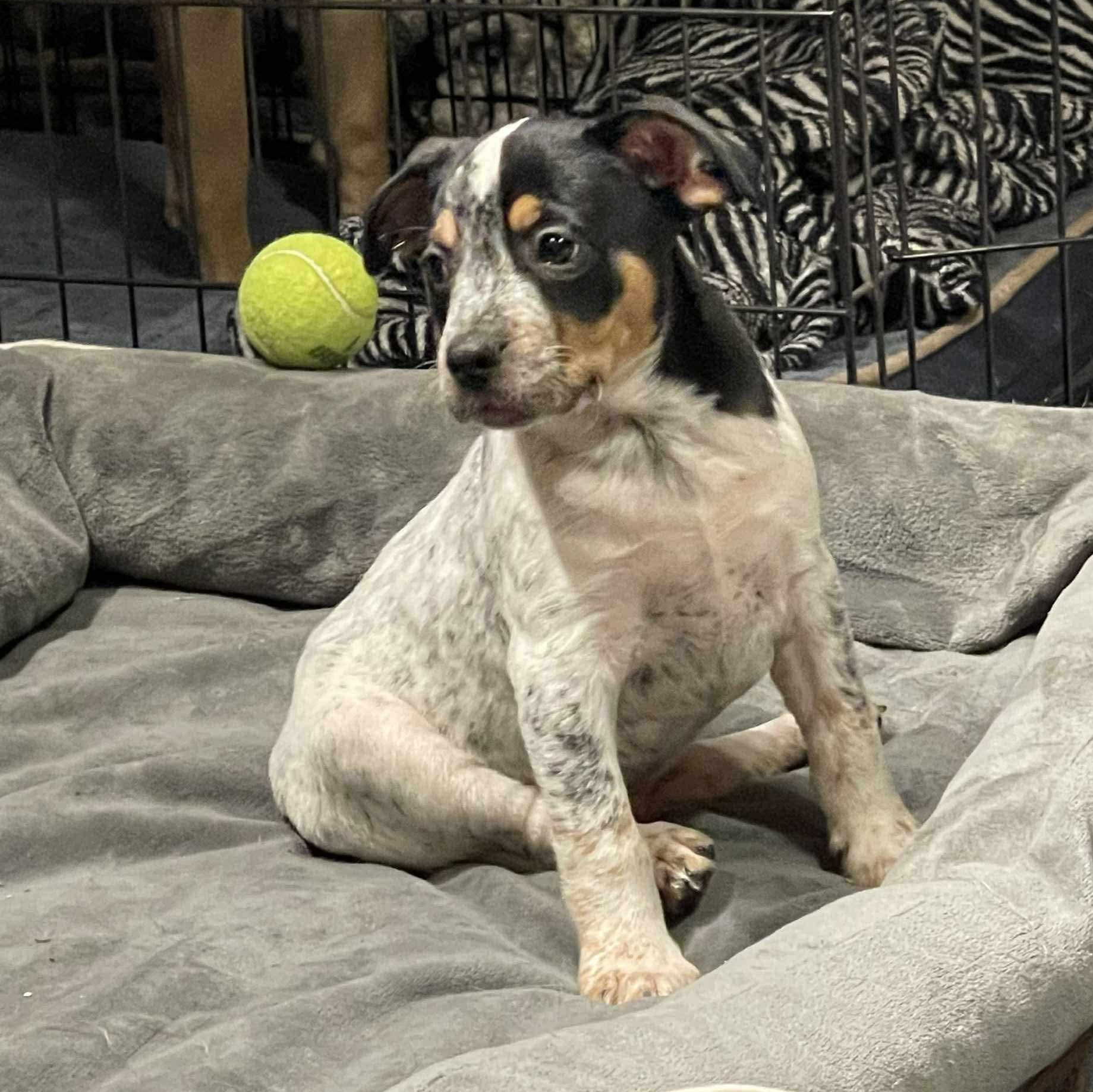 Enlarge Baxter, a Adoptable mixed breed in Paramus, NJ image 3/6