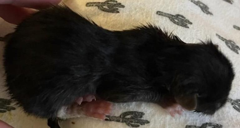 Jasmine, Adoptable, Kitten Female Domestic Short Hair.
