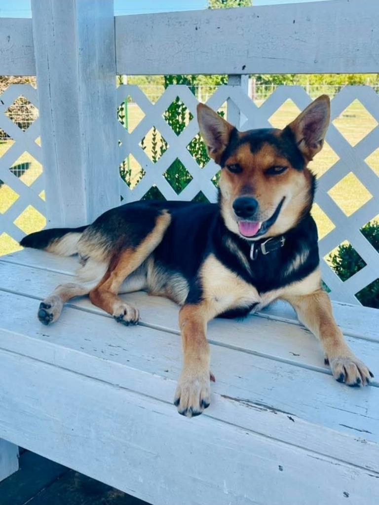 Enlarge Foxy, a Adoptable mixed breed in Fayetteville, TN image 1/1