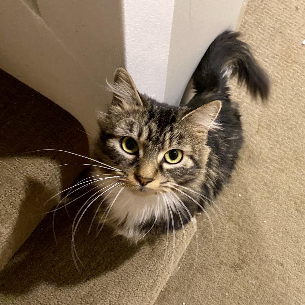 Carmela **Off-Site Foster Home**, Adoptable, Adult Female Domestic Short Hair.