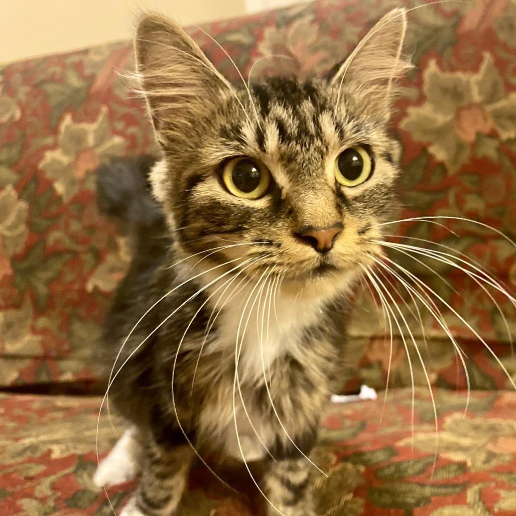 Enlarge Carmela **Off-Site Foster Home**, a Adoptable Domestic Short Hair in Troy, IL image 2/4