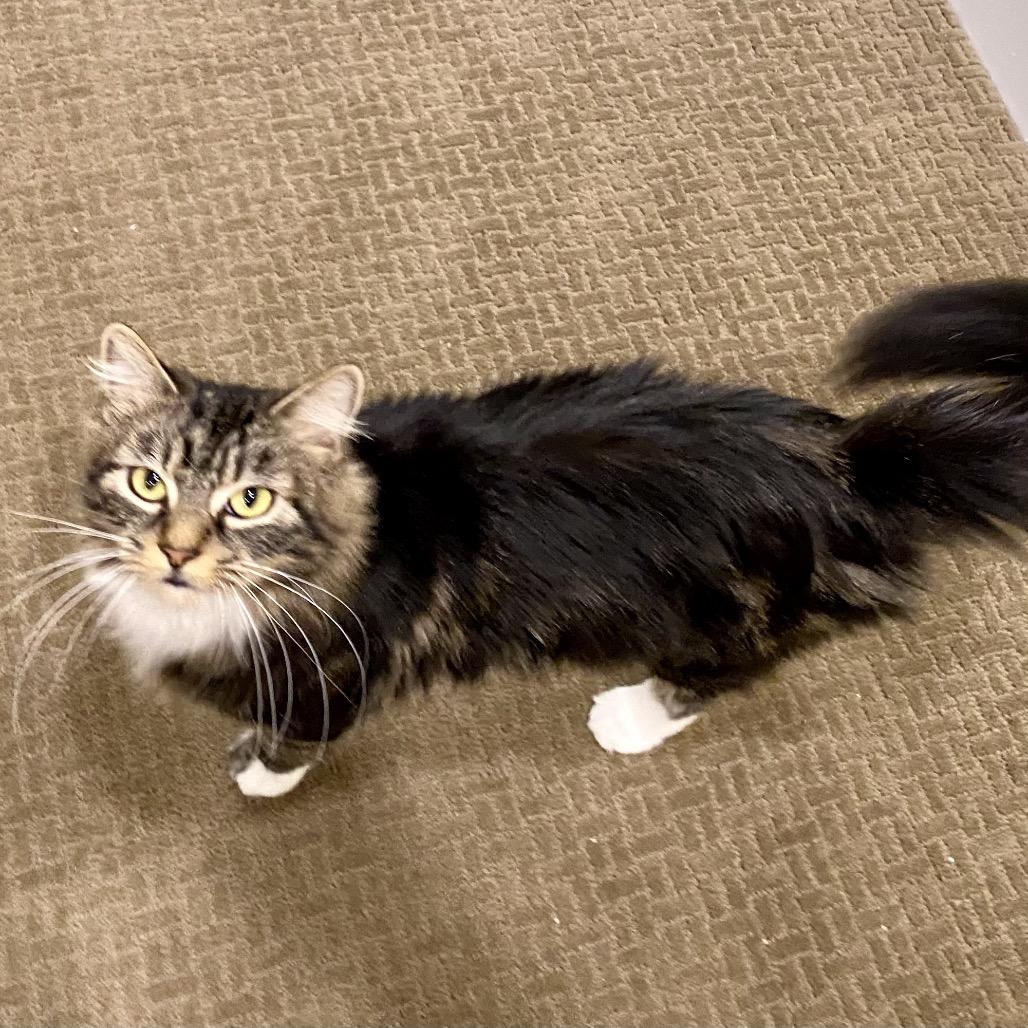 Enlarge Carmela **Off-Site Foster Home**, a Adoptable Domestic Short Hair in Troy, IL image 3/4