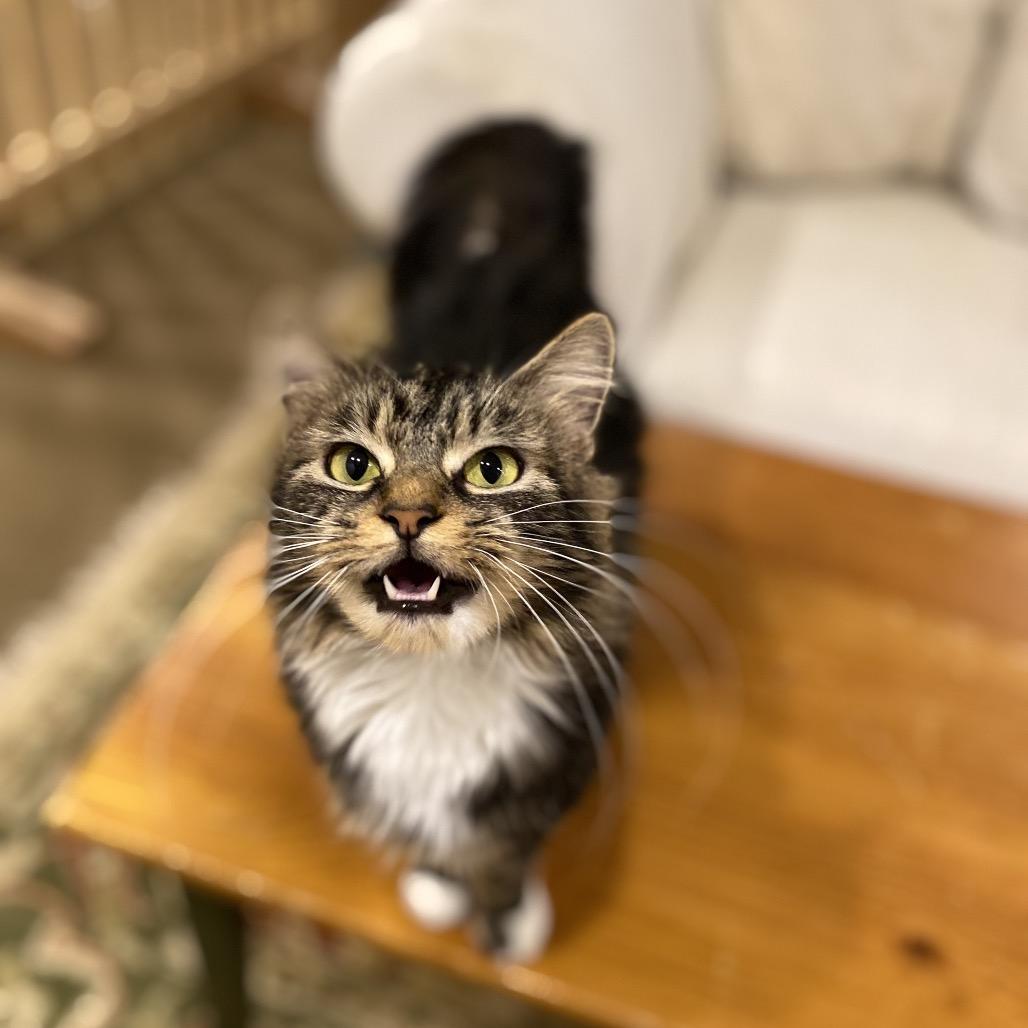 Enlarge Carmela **Off-Site Foster Home**, a Adoptable Domestic Short Hair in Troy, IL image 4/4