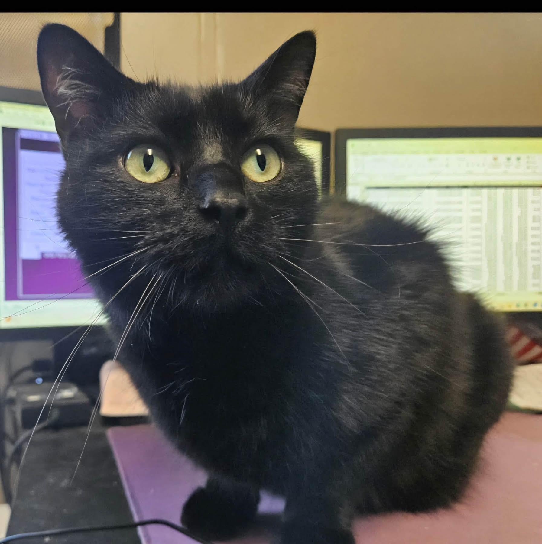 Enlarge Salem (CP), a ADOPTABLE Domestic Short Hair in Clinton, IL image 2/2