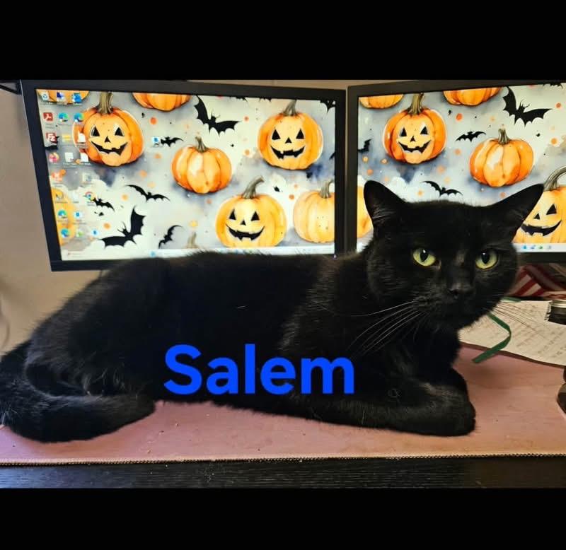 Salem (CP), ADOPTABLE, Adult Male Domestic Short Hair.