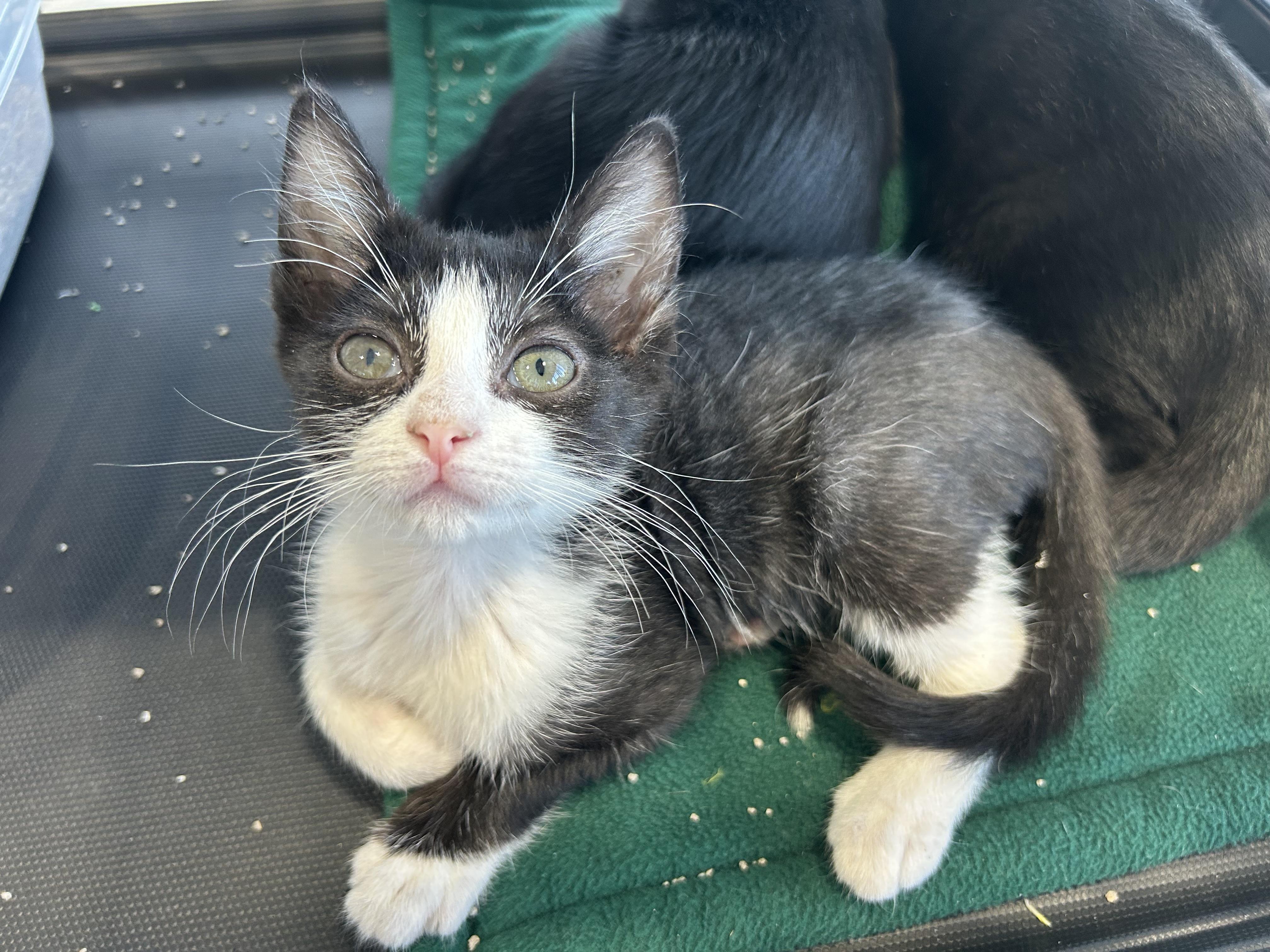 Enlarge Thyme, a Adoptable Domestic Short Hair in Toledo, OH image 1/2