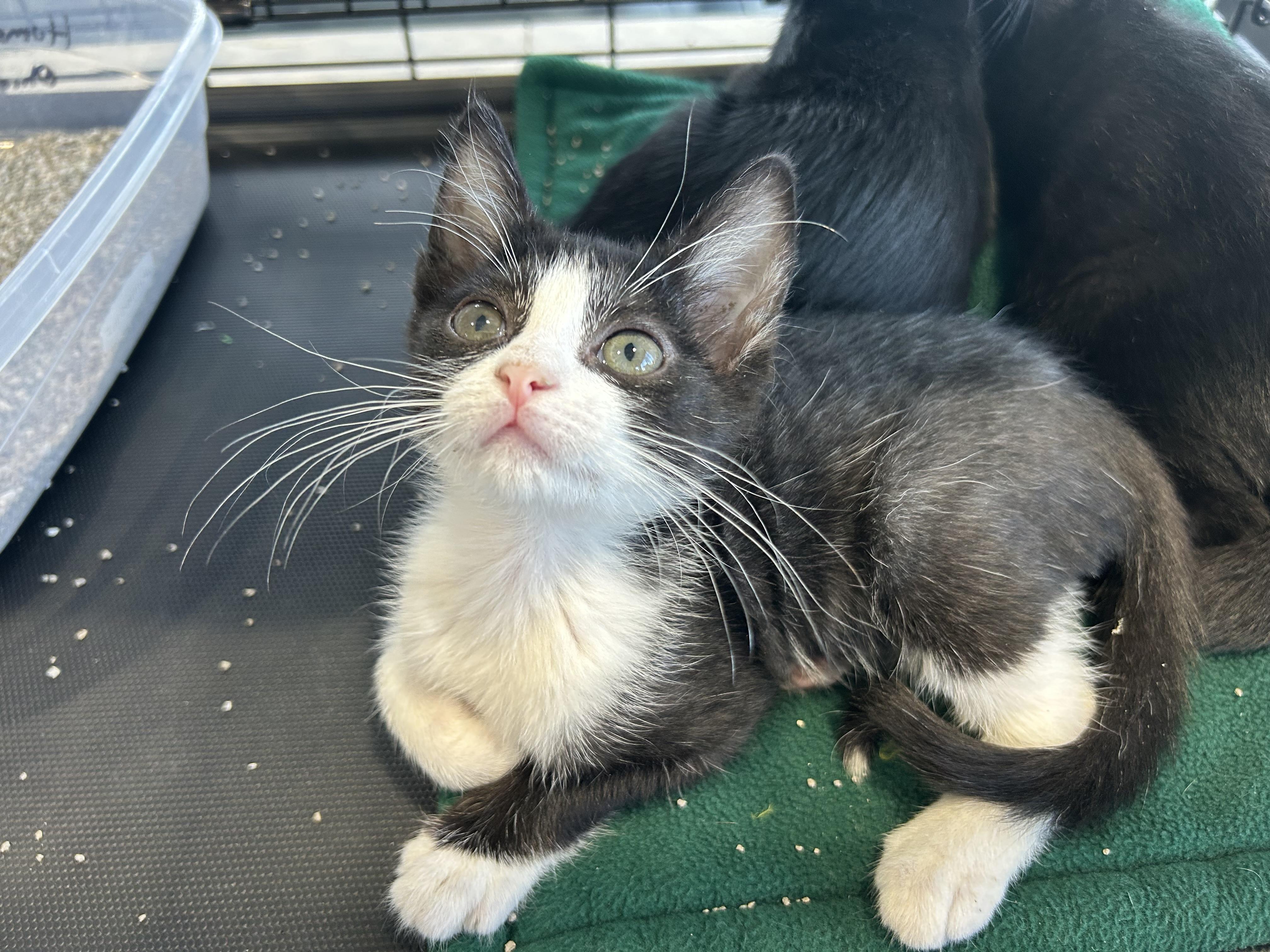 Enlarge Thyme, a Adoptable Domestic Short Hair in Toledo, OH image 2/2