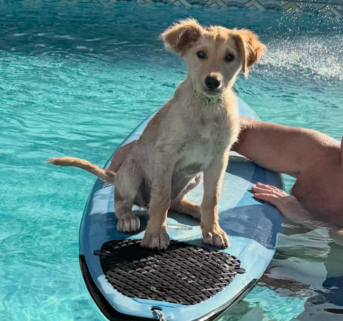 Luna, a Adoptable mixed breed in Raleigh, NC image 1/6