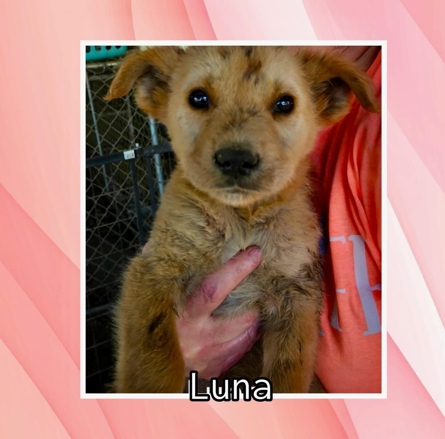 Luna, a Adoptable mixed breed in Raleigh, NC image 1/3
