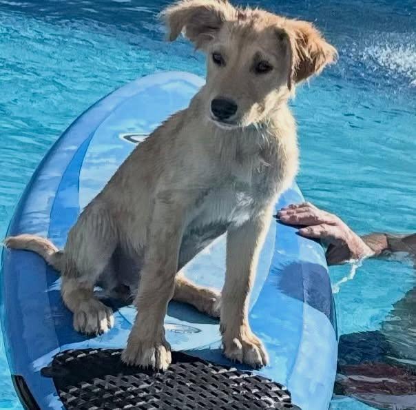 Luna, a Adoptable mixed breed in Raleigh, NC image 6/6