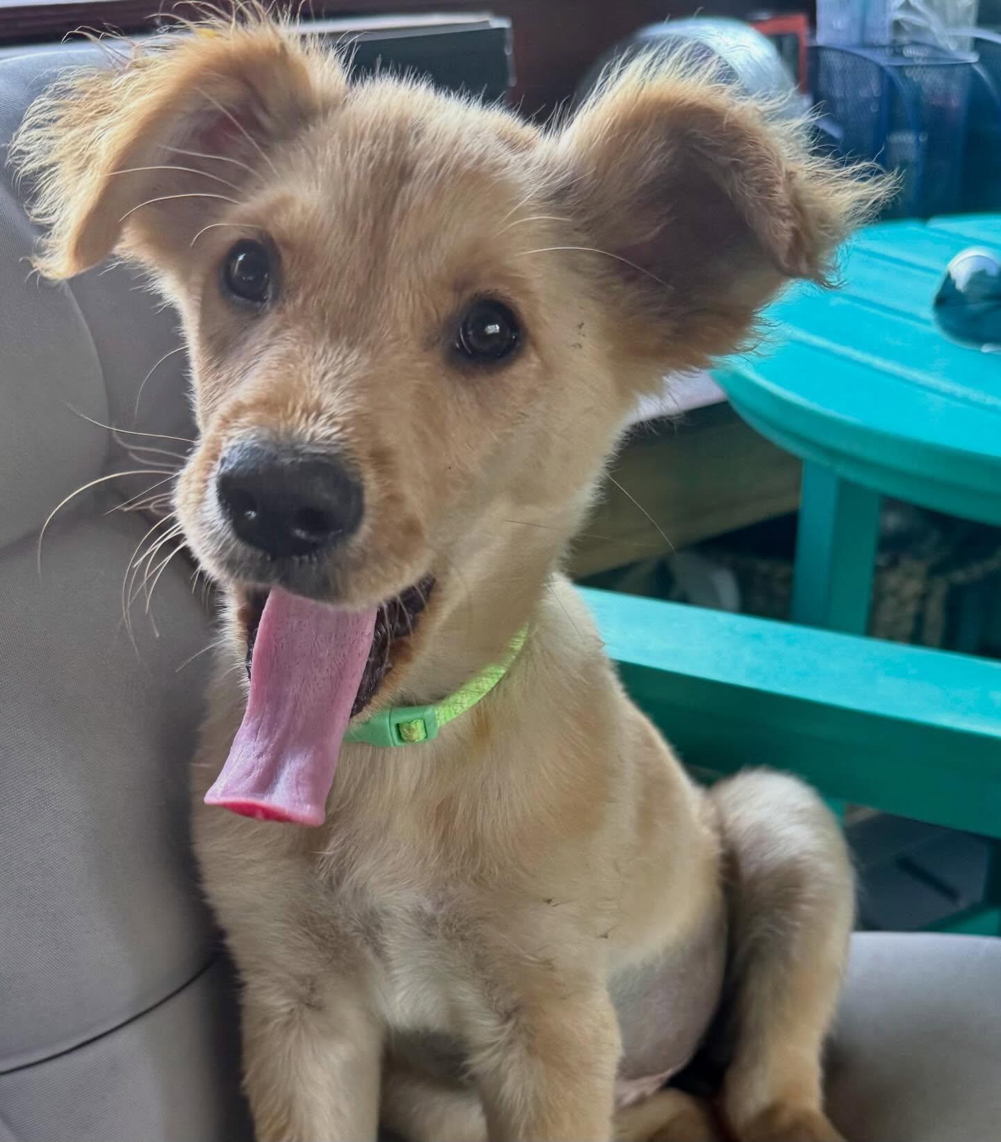 Luna, a Adoptable mixed breed in Raleigh, NC image 4/6
