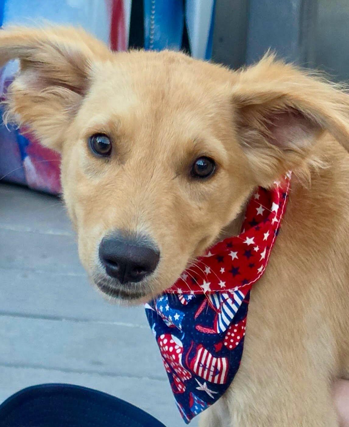 Luna, a Adoptable mixed breed in Raleigh, NC image 2/6