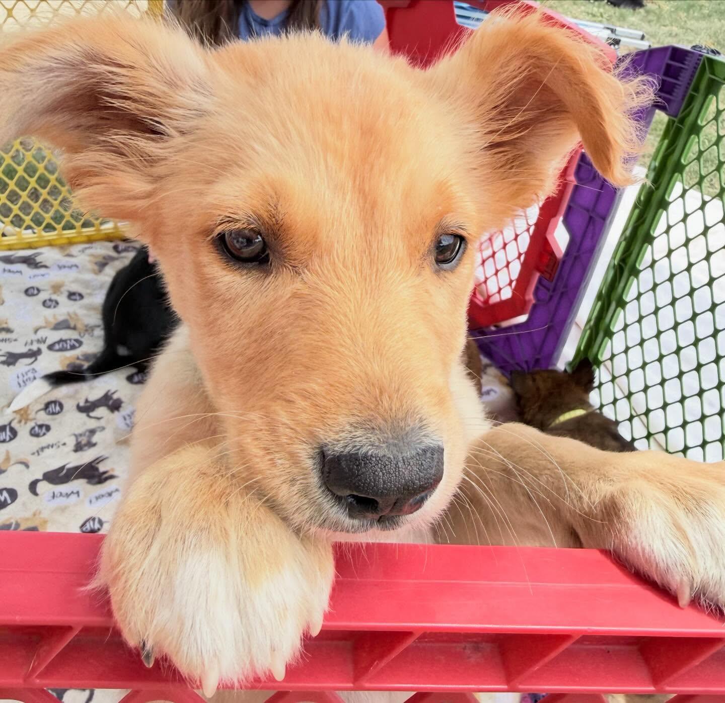Luna, a Adoptable mixed breed in Raleigh, NC image 5/6