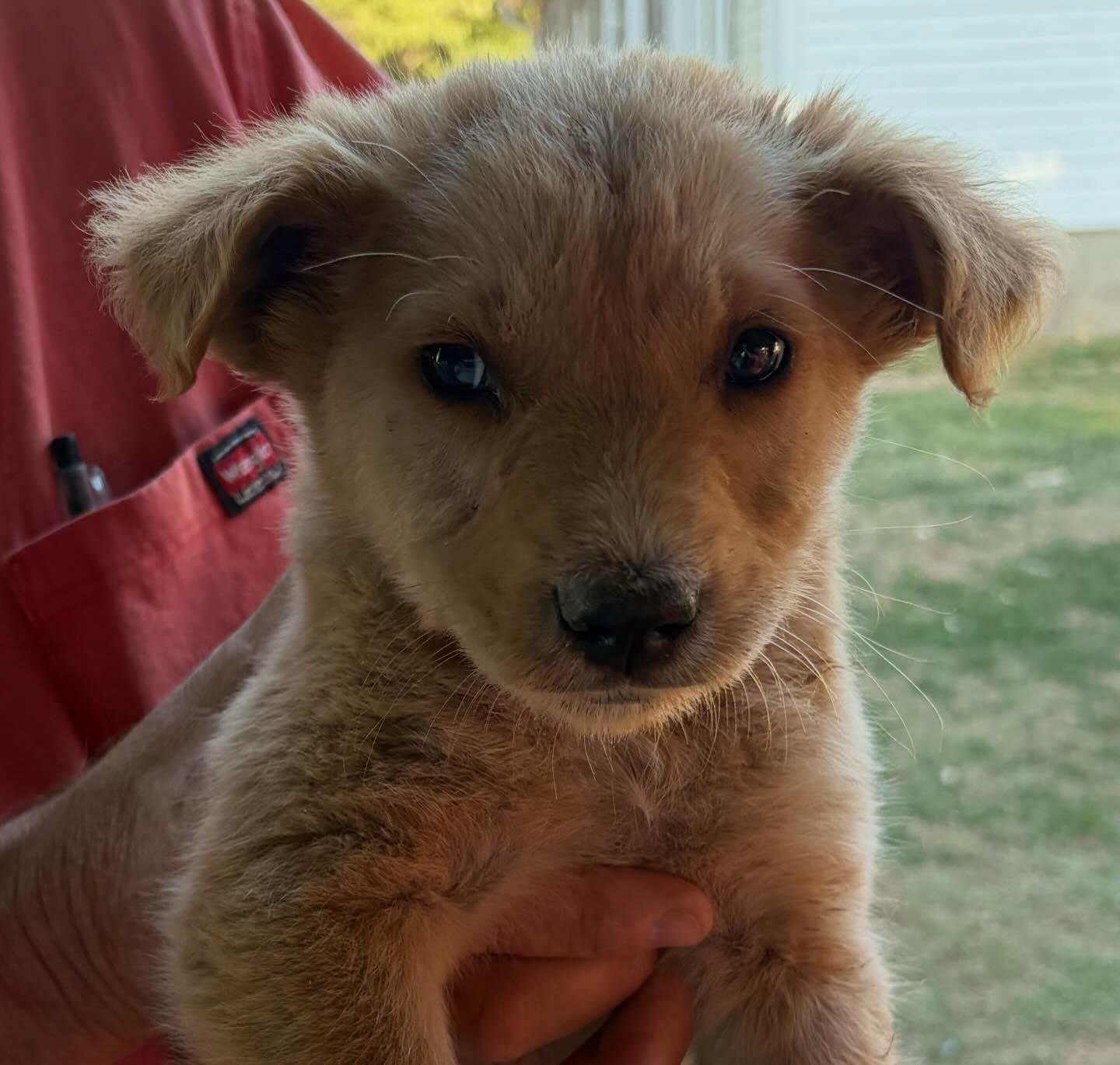 Luna, a Adoptable mixed breed in Raleigh, NC image 2/3