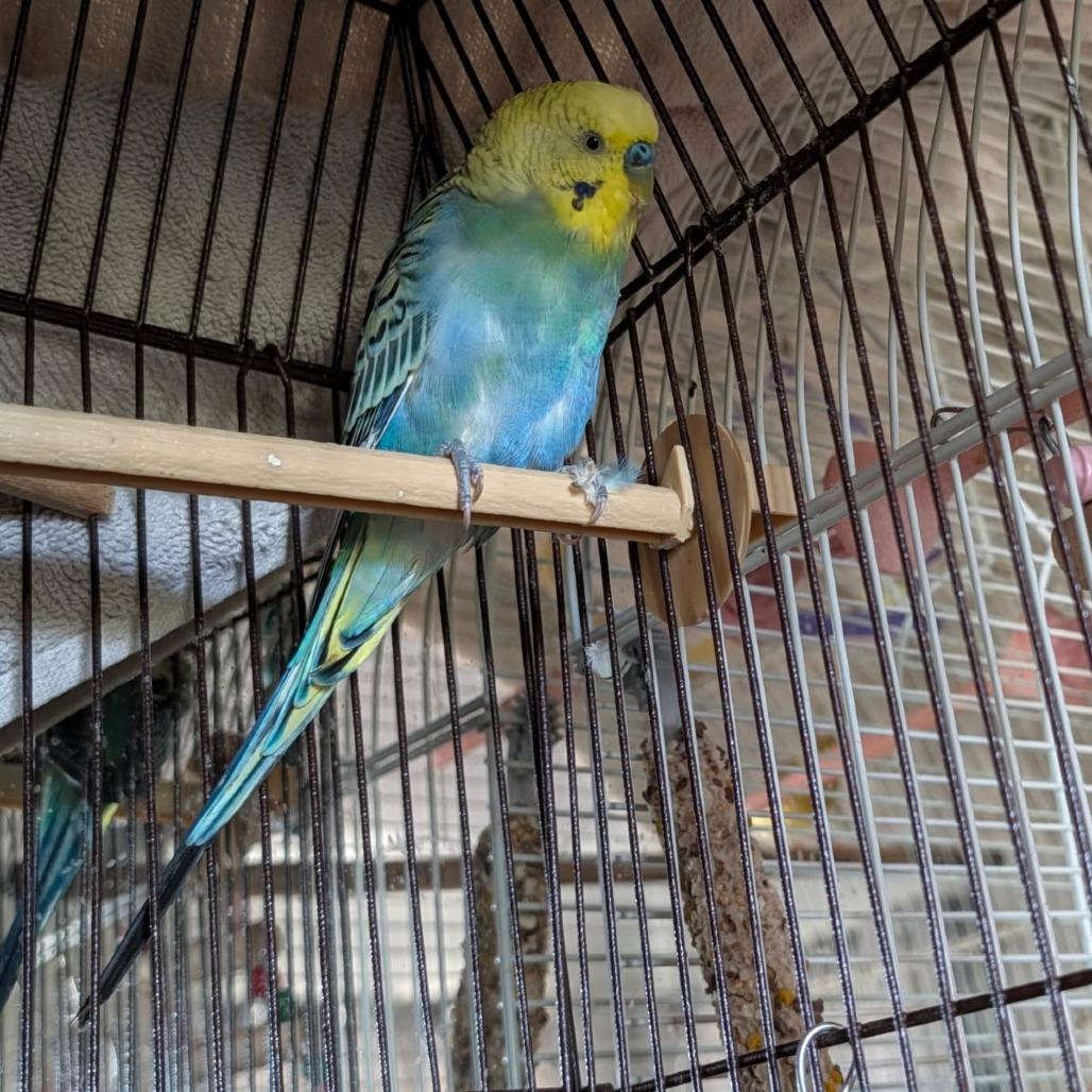 72148, Adoptable, Young Male Parakeet (Other).