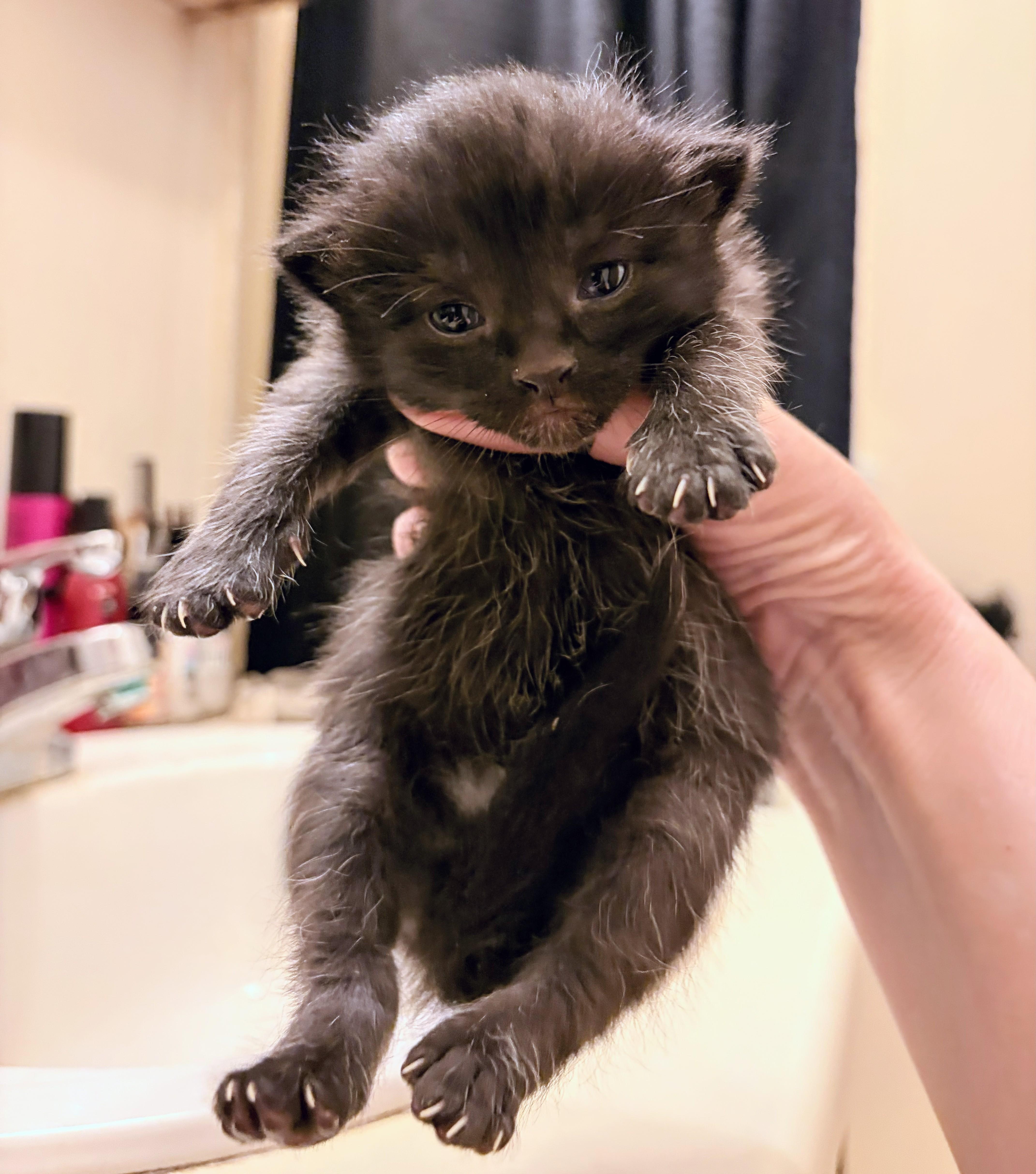 Lilo, adopted, Kitten Male Domestic Short Hair.