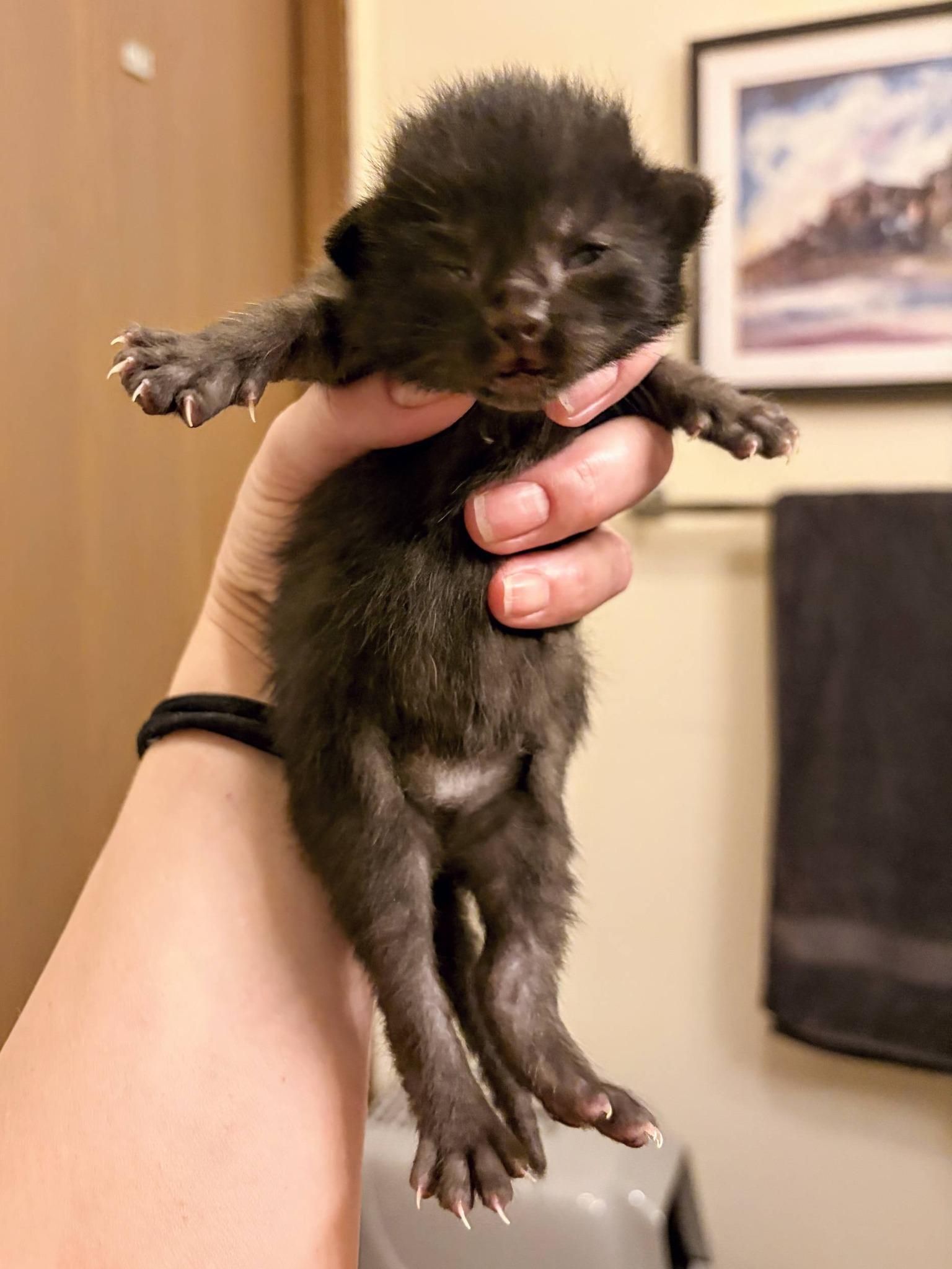 Enlarge Lilo, an adopted Domestic Short Hair in Waverly, IA image 2/2
