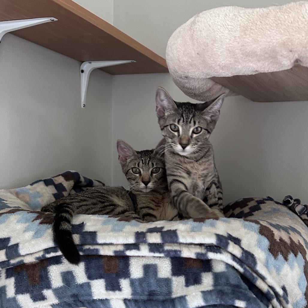 Hank, Adoptable, Kitten Male Domestic Short Hair.